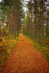 Nice trail in the autumn forest