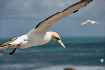 Fototapeta na wymiar Gannet in flight, Muriwai, Auckland, New Zealand.