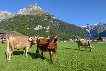 Fototapeta na wymiar Rural landscape with cows at Engelberg in the Swiss alps