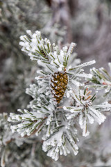 Pineapple on snow and ice covered tree branch