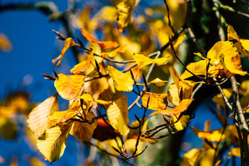 Closeup of colorful leaves in autumn in France 