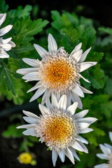 Close-up flowers in the garden in Tbilisi, Republic of Georgia