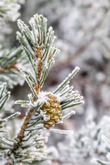 Pineapple on snow and ice covered tree branch