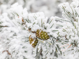 Pineapple on snow and ice covered tree branch