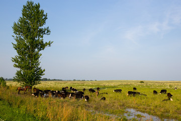 Fototapeta na wymiar Summer landscape of the meadow on which the tree is located. In the meadow grazing herd of cows. Under the tree is a shepherd's horse. Ivanovo region, Russia.