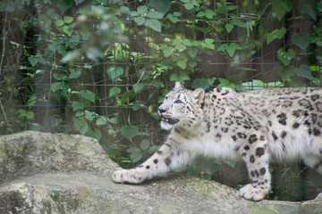 Fototapeta premium 雪豹