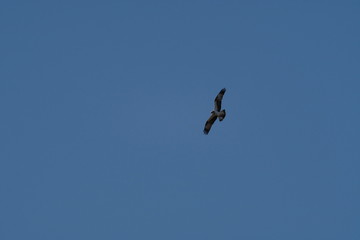 osprey in flight