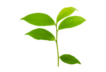 Green tea leaf isolated on white background