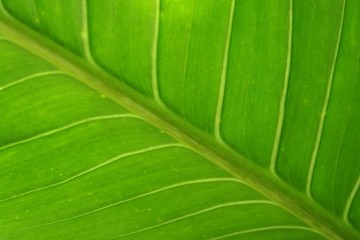 Green leaves with a beautiful pattern.