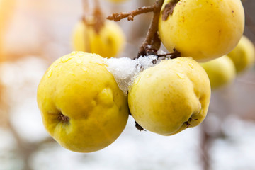 yellow apples covered with snow continue to hang on a branch in late autumn illuminated by sunlight