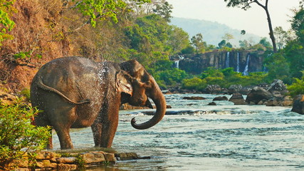 Elephant spraying water; Laos Bolavenplateau - obrazy, fototapety, plakaty