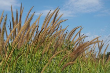 grass and sky