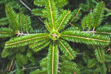 Christmas tree with green branches top view