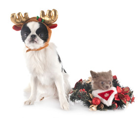 Japanese Chin and pomeranian