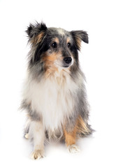 Shetland Sheepdog in studio