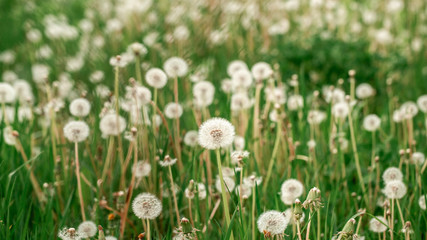 Fototapeta premium Spring background with light transparent flowers dandelions at sunset in pastel light golden tones macro with soft focus. concept of medicinal herbs. allergic reactions