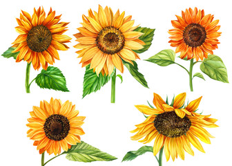 set of sunflowers on a white background, watercolor hand drawing