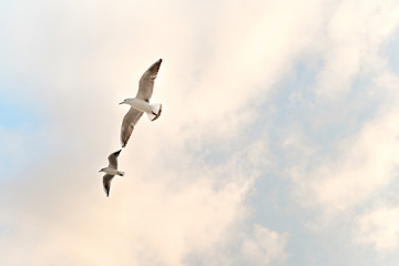 Two Seagulls Birds flying in cloudy sky at sunset time. Warm colors sunlight sky. 
