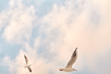 Two mediterranean white seagulls flying. Sunset time. Close up. 