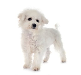 Bichon Frise in studio