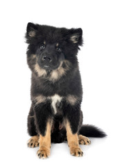 Finnish Lapphund in studio
