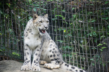 Obraz premium 雪豹