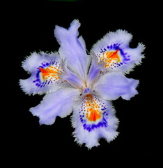 Obraz na płótnie Canvas Iris japonica flower 