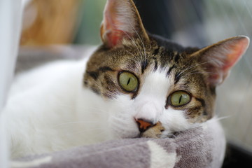 くつろぐ猫ちゃん