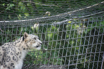 ユキヒョウ