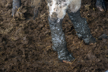farming, livestock farming in Ukraine
