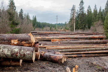 Wooden logs of pine woods in the forest, stacked in a pile. Freshly chopped tree logs stacked up on top of each other in a pile.