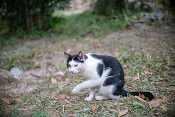 Naklejka na ściany i meble Portrait of white cat with black spot in the garden, portrait of Thai cat
