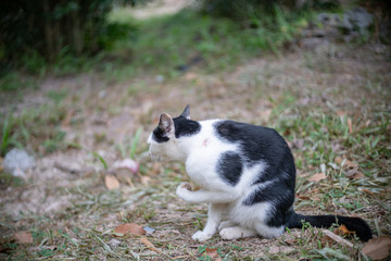 Portrait of white cat with black spot in the garden, portrait of Thai cat