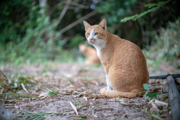 Portrait of ginger cat in the garden, close up Thai cat