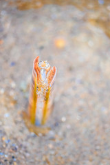 Grooved razor shell in close up on the beach