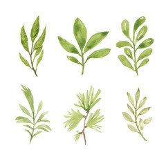Set of watercolor hand painted greenery element