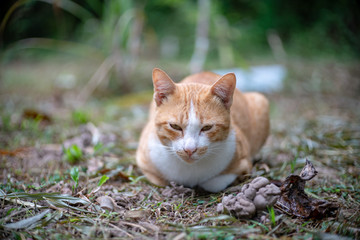 Naklejka na ściany i meble Portrait of ginger cat in the garden, close up Thai cat