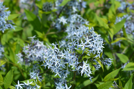 Blue dogbane