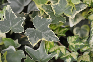 Shamrock ivy