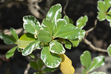 Obraz premium Variegated Japanese Mock Orange