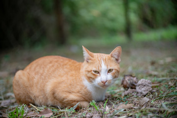 Portrait of ginger cat in the garden, close up Thai cat