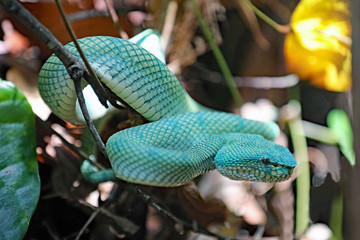 Viper