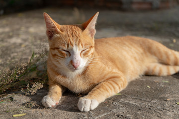 Naklejka na ściany i meble Portrait of ginger cat lay on the ground, Thai cat at temple