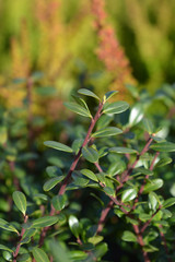 Box-leaved holly Green Glory