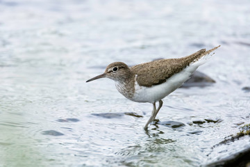 Sandpiper in water
