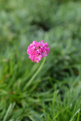 Sea Thrift Rosea Compacta