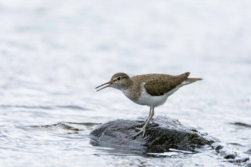 Obraz premium Sandpiper in water