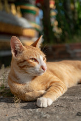 Fototapeta premium Portrait of ginger cat lay on the ground, Thai cat at temple