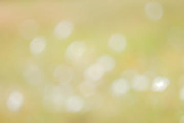 Obraz premium wildflowers, in blur, white. Summer background, landscape. Blank, pattern