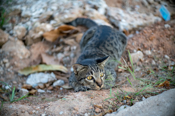 Striped cat at the garden, portrait of Thai cat